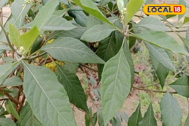 विषाक्त पदार्थ