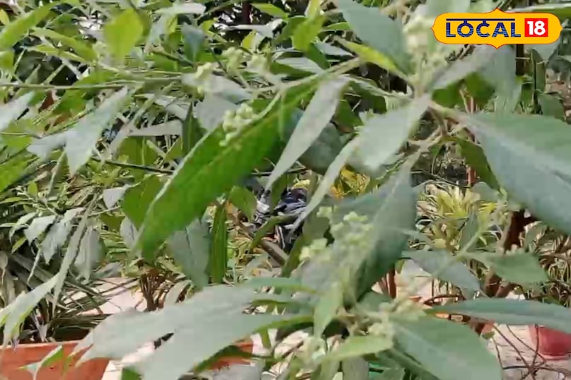 गठिया के दर्द और सूजन 