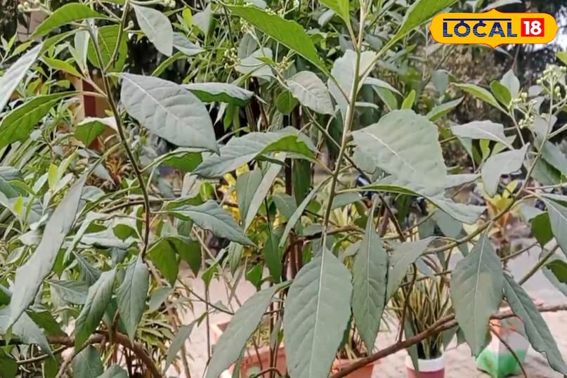 सेवन के तरीके 