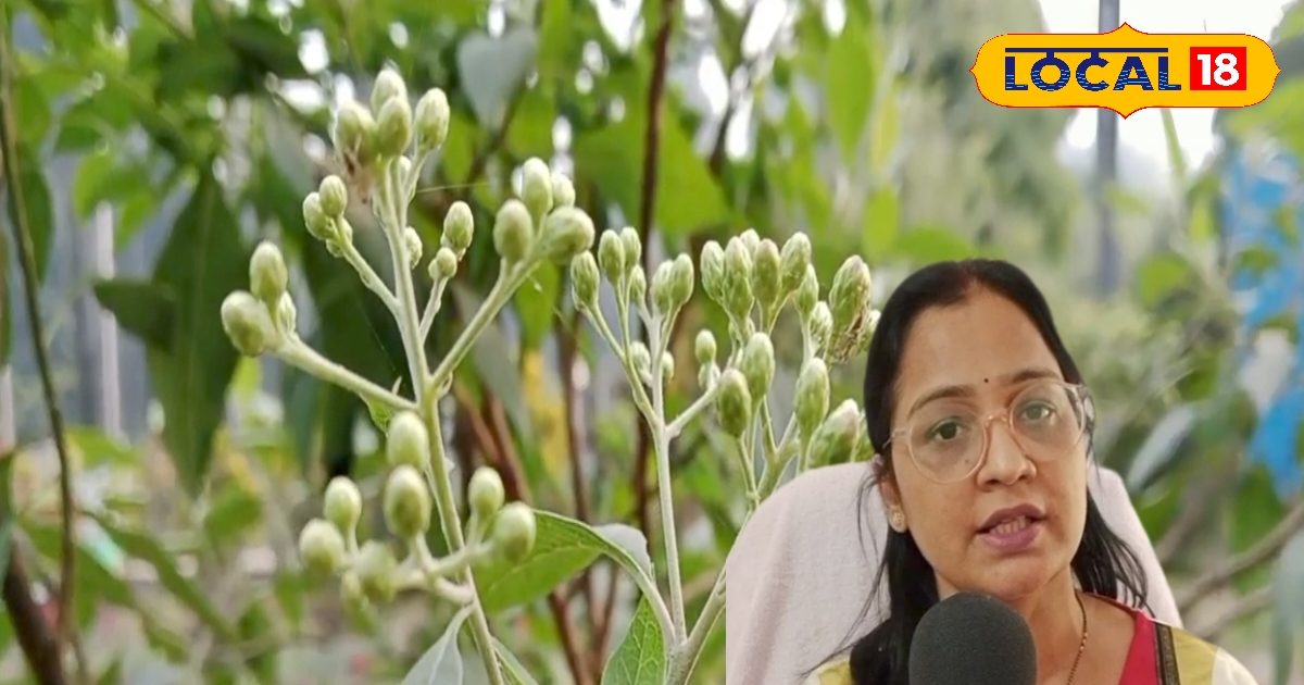 डायबिटीज मरीजों के लिए वरदान है ये पत्ती, जानें कैसे करें इस्तेमाल