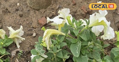 पेटूनिया सिर्फ फूल नहीं, हर दिन का छोटा सा हैप्पी मूड बूस्टर