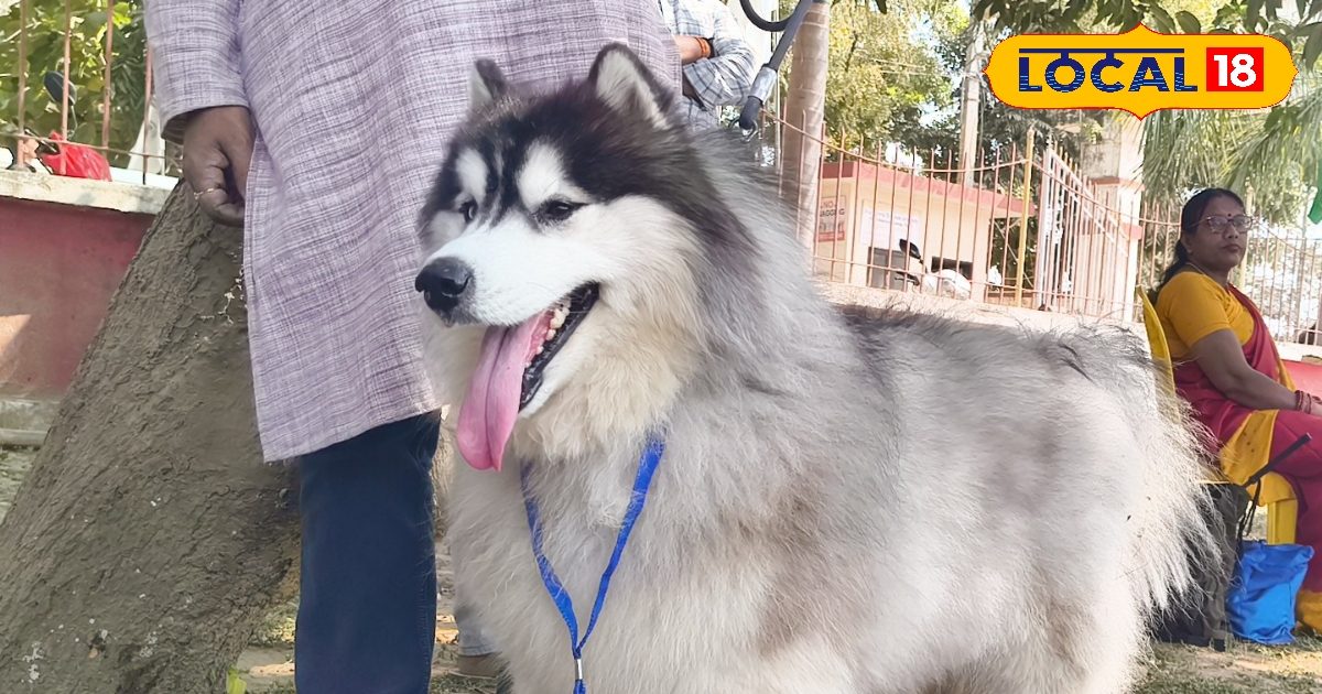 डॉग से गजब का प्यार, इलाज में खर्च कर दिए 4 लाख रुपये, मौत के मुंह से निकाला बाहर! बेटे की तरह करते हैं प्यार