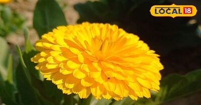 गेहूं छोड़ शुरू की 'कैलेंडुला' की खेती