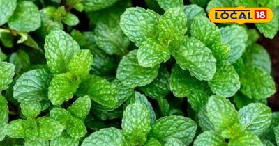 गमले में आसानी से उगाएं पुदीना 
