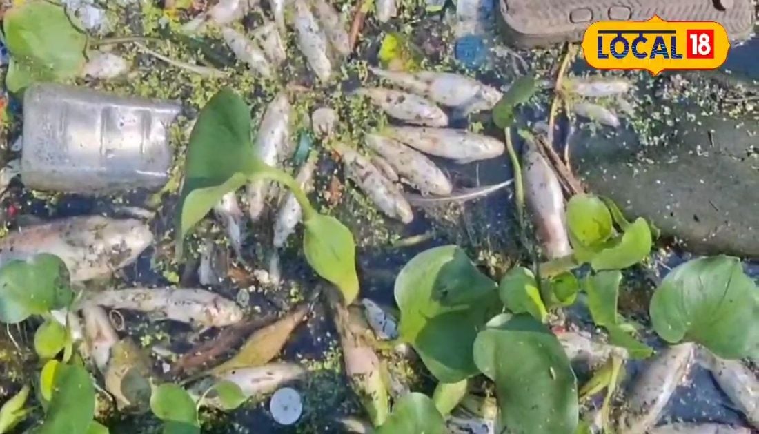 जमशेदपुर की इस नदी में क्या घुला जहर? हजारों मछलियों की एक साथ मौत से हड़कंप