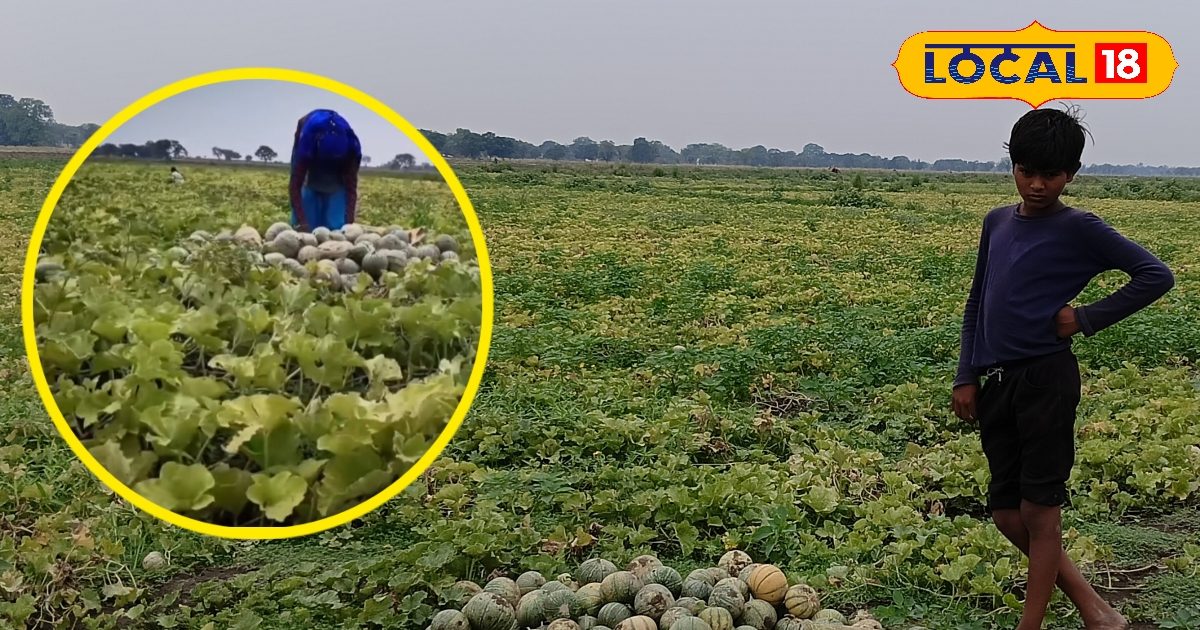 बकिया बंधा डैम बना कमाई का हॉटस्पॉट, जमीन से निकल रहा ‘मीठा सोना’