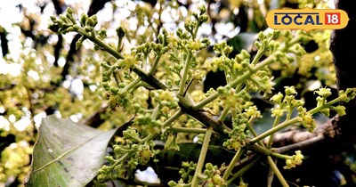 आम का मंजर 