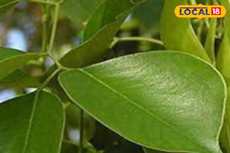 Moradabad news, hindi news, local news, up news, मुरादाबाद समाचार, हिंदी समाचार, लोकल समाचार, यूपी समाचार।