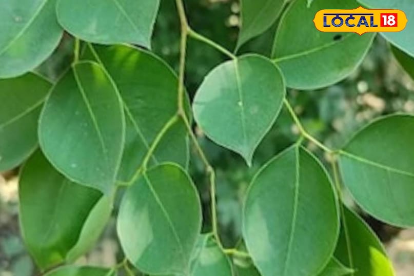 Moradabad news, hindi news, local news, up news, मुरादाबाद समाचार, हिंदी समाचार, लोकल समाचार, यूपी समाचार।