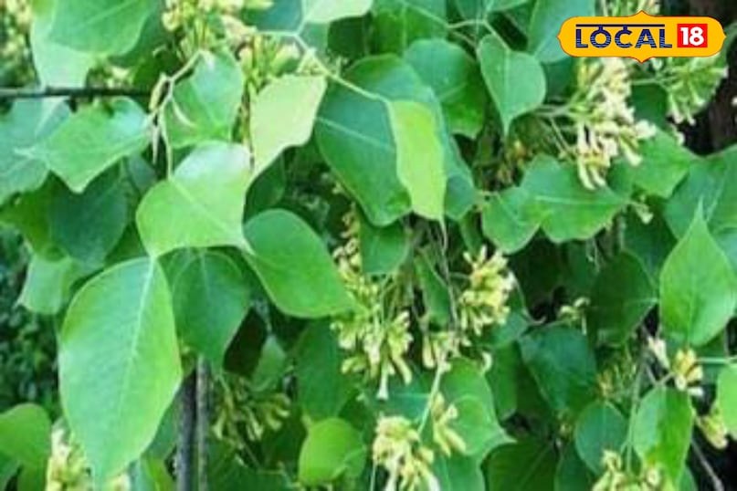 Moradabad news, hindi news, local news, up news, मुरादाबाद समाचार, हिंदी समाचार, लोकल समाचार, यूपी समाचार।