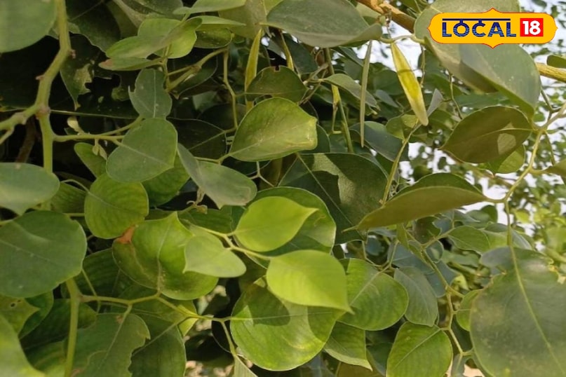 Moradabad news, hindi news, local news, up news, मुरादाबाद समाचार, हिंदी समाचार, लोकल समाचार, यूपी समाचार।