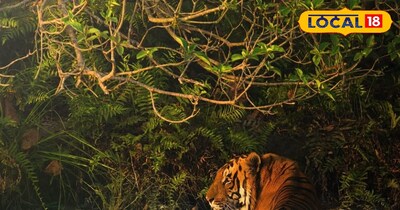 नहर में विचरण करता बाघ.