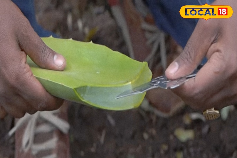 देखभाल में आसान, मेहनत भी कम