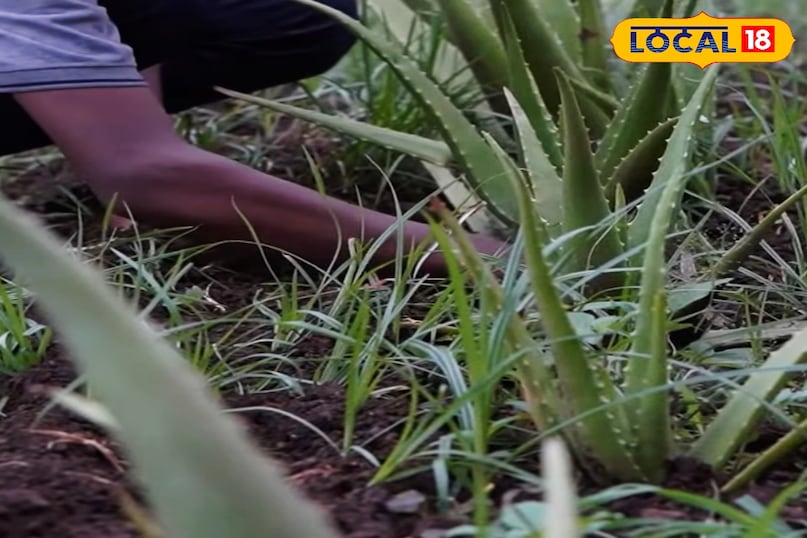 न पानी की टेंशन, न मिट्टी की परेशानी