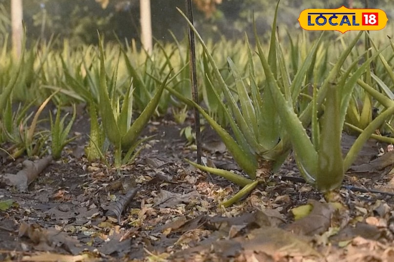 छोटा प्लांट लगाकर बढ़ाएं मुनाफा