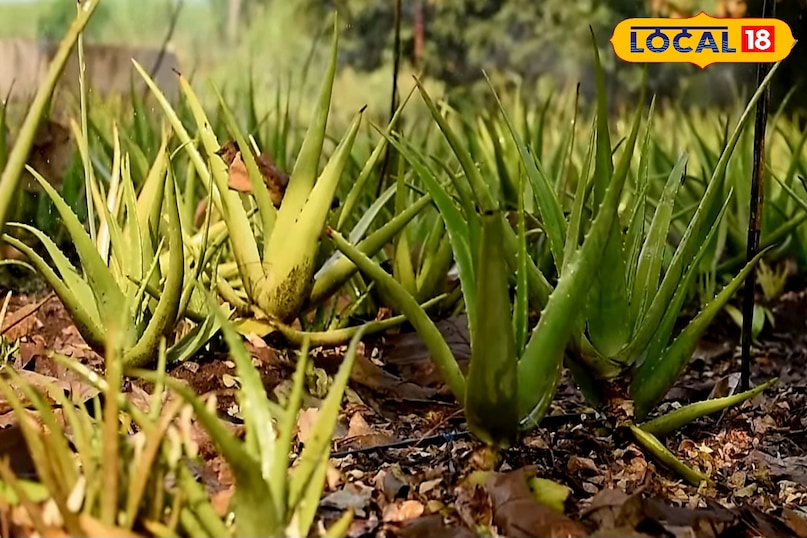 कंपनियां खुद खरीदने आती हैं फसल