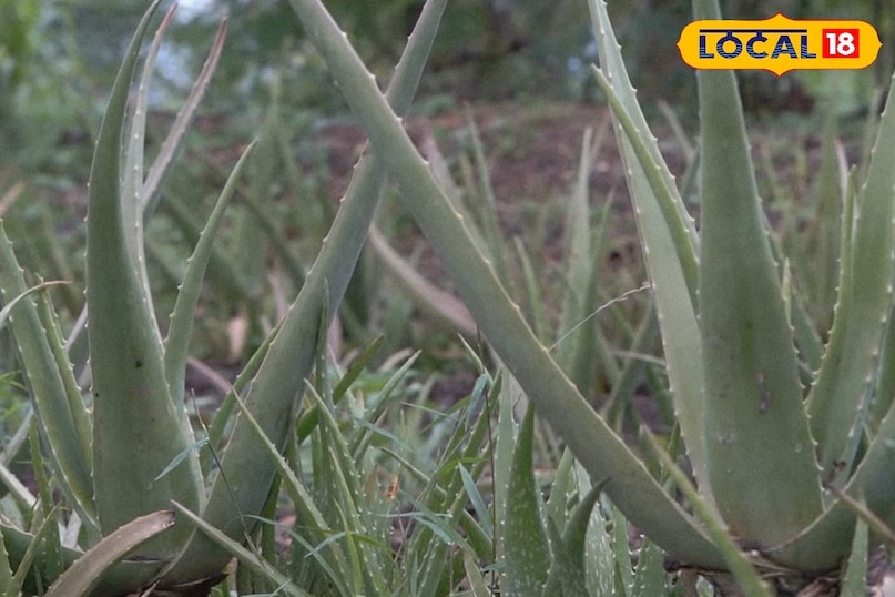  एक बार लगाओ, बार-बार कमाओ