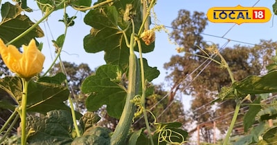 तोरई की गर्मियों में बाजार में रहती है अधिक डिमांड