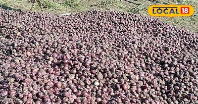 प्याज की खेती 