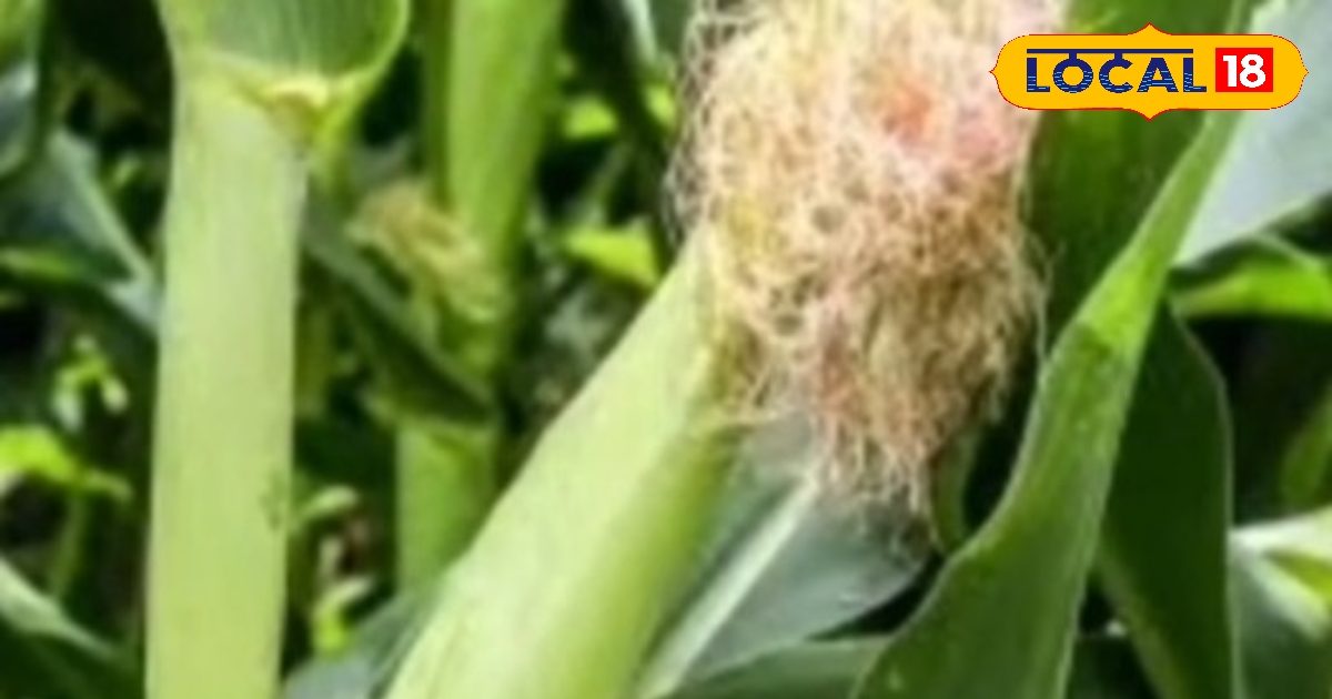 Millet farming: बाढ़ से बर्बादी, भागलपुर से मोटे अनाज की खेती कैसे हो गई विलुप्त, किसानों का छल्का दर्द