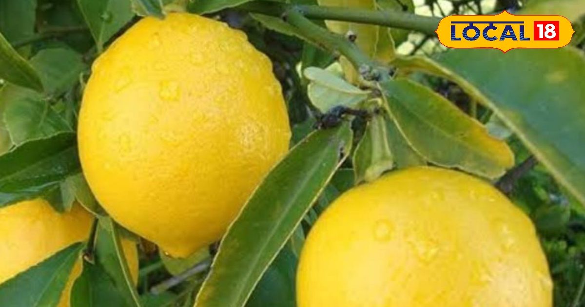 नींबू अब हफ्तों तक रहेंगे तरोताजा, इस देसी जुगाड़ से बने रहेंगे रसीले