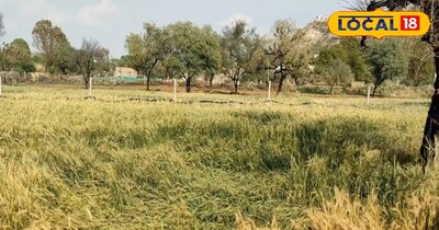 सीकर न्यूज़: बारिश से सरसों, गेहूं और प्याज तबाह 