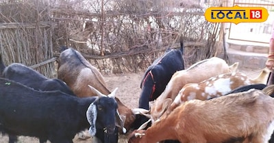 बकरीपालन 