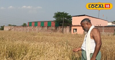 स्वास्थ्य वर्द्धक होने के चलते सोना-मोती और खपली गेंहू की मांग ज्यादा है 