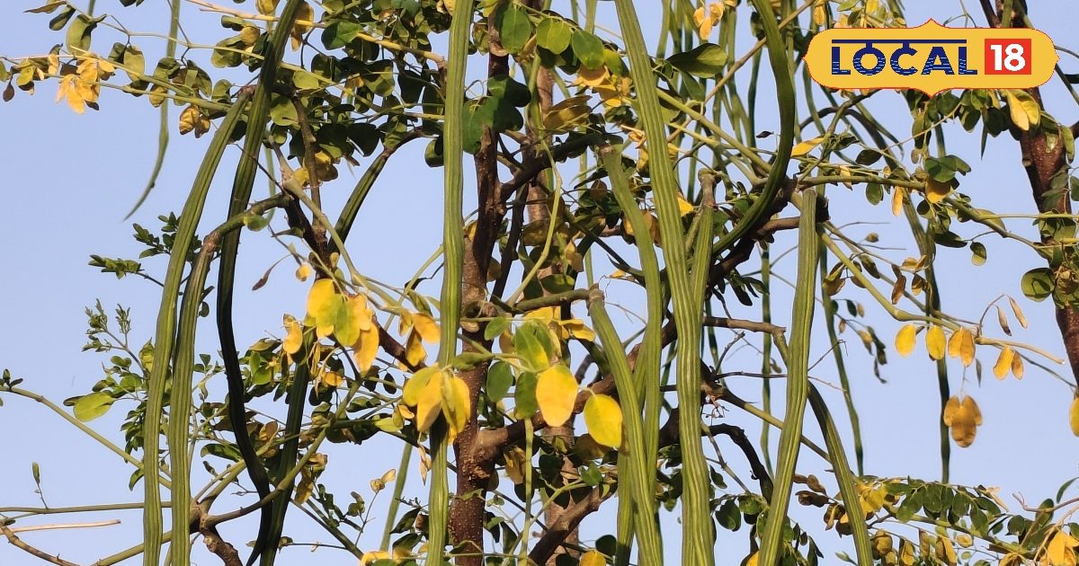 सेहत का खजाना सहजन… कई बीमारियों में रामबाण, जानिए इसके जबरदस्त फायदे