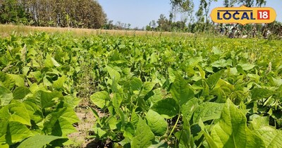 राजमा की खेती.