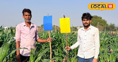 पीला और नीला ट्रैप