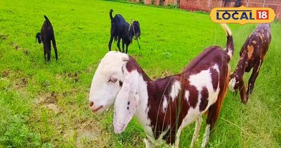 खेत में चारा खाती हुए बकरियां.