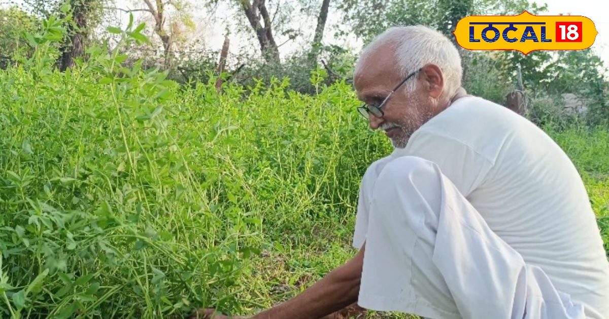 धौलपुर में बरसी चारा बना किसानों की कमाई का राज! कम खर्च में 7 बार कटाई, दूध उत्पादन में भी हुई बढ़ोतरी