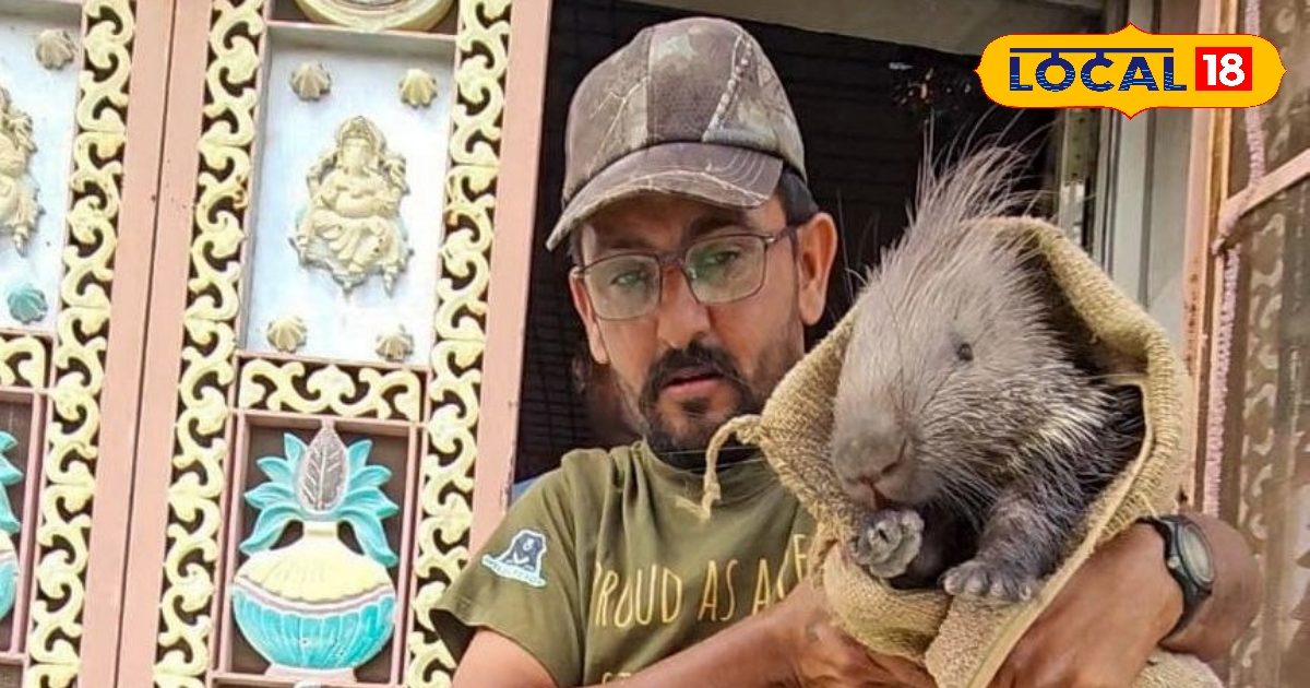 OMG! मंदिर में घुसा कांटों वाला खतरनाक जानवर, शेर-तेंदुए भी रहते हैं दूर, नरपतसिंह ने ऐसे किया रेस्क्यू