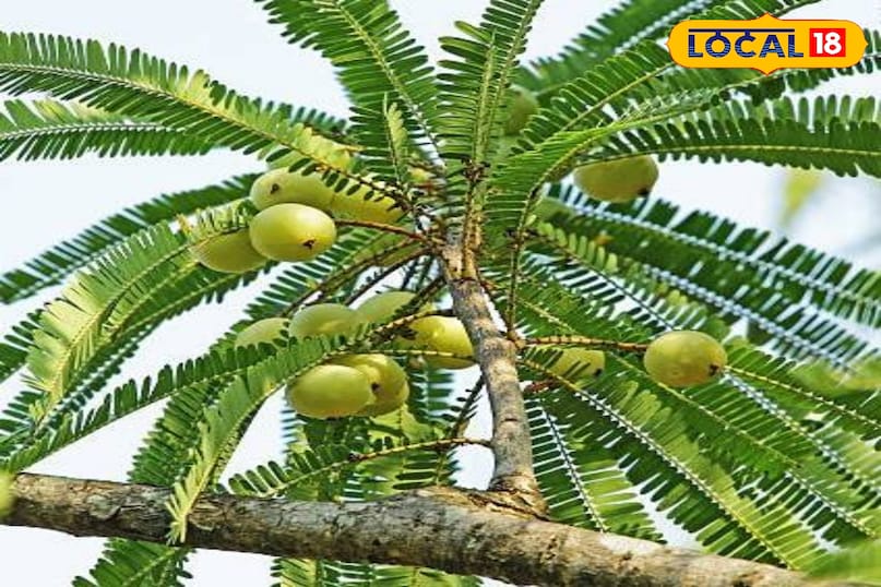 आवंला आवंला