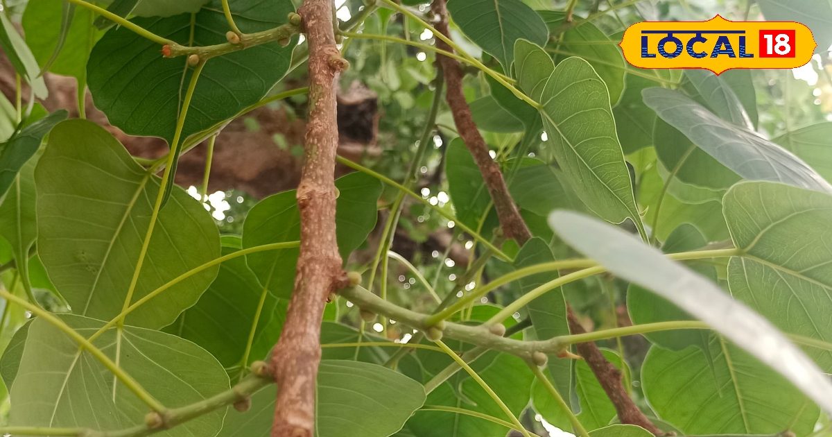 घर के पास का ये पेड़ है औषधि का खजाना, जानिए पीपल और गूलर के फायदे