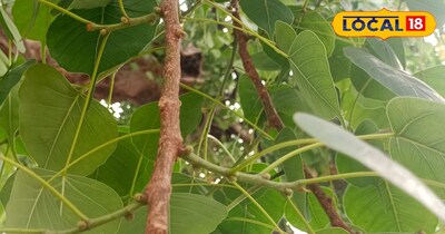 पीपल के पेड़ पर मौजूद यह चीज सेहत के लिए होती है फायदेमंद।