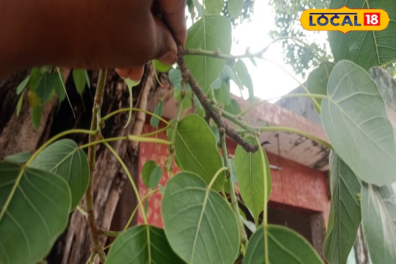 Moradabad news, hindi news, local news, up news, मुरादाबाद समाचार, हिंदी समाचार, लोकल समाचार, यूपी समाचार।