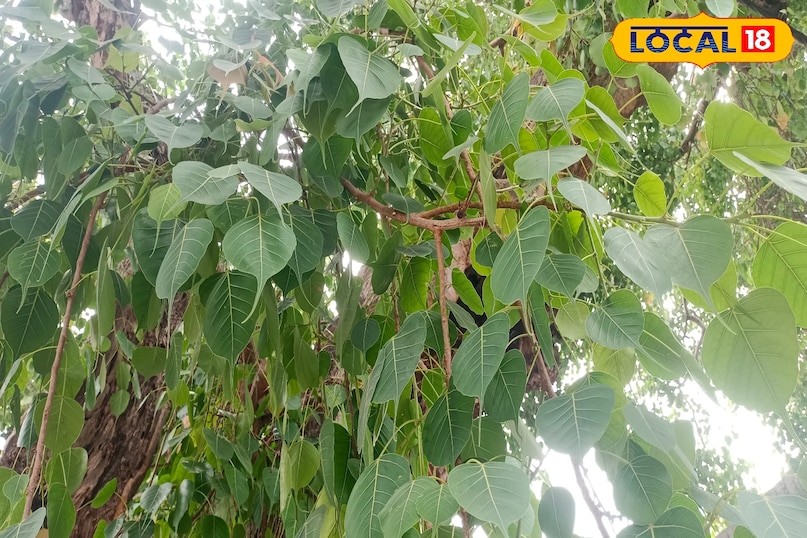 Moradabad news, hindi news, local news, up news, मुरादाबाद समाचार, हिंदी समाचार, लोकल समाचार, यूपी समाचार।