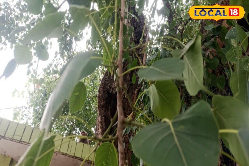 Moradabad news, hindi news, local news, up news, मुरादाबाद समाचार, हिंदी समाचार, लोकल समाचार, यूपी समाचार।