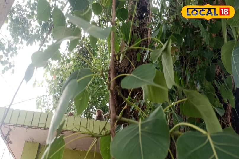 Moradabad news, hindi news, local news, up news, मुरादाबाद समाचार, हिंदी समाचार, लोकल समाचार, यूपी समाचार।