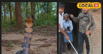 बेडरूम में 12 फीट का किंग कोबरा, एक साथ ले सकता है 20 लोगों की जान!