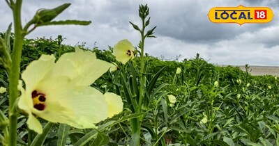 भिंडी की फसल की देखभाल 