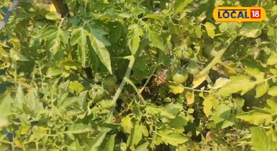 चिलचिलाती धूप में भी हरी-भरी रहेगी बगिया, अपनाएं ये आसान टिप्स.