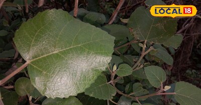 बिना दर्द के कांटा निकालने वाला ये जादुई पौधा