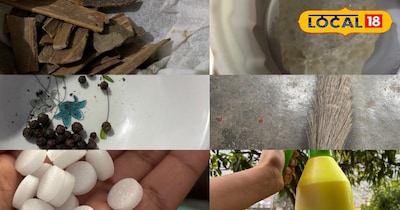 चींटियों को भगाने का सही तरीका 