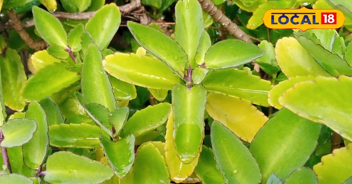 घर के आंगन में उगने वाला यह मामूली पौधा कई बीमारियों के लिए काल!