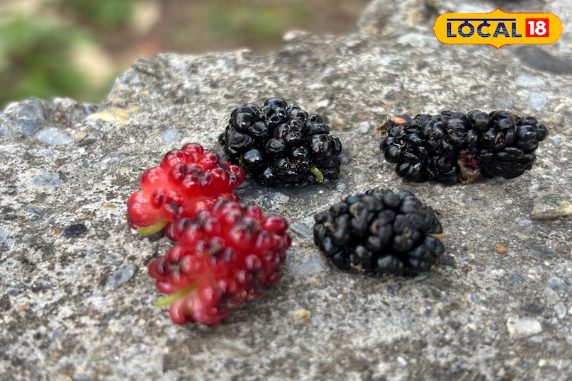 Effective in increasing immunity 