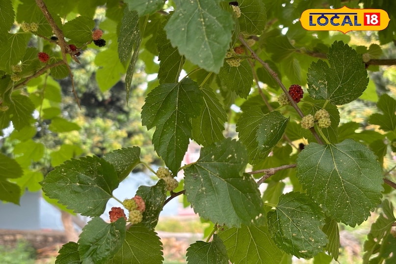 Helpful in blood sugar control