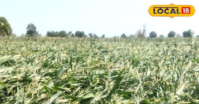 फसल हुई जमीन डोज 